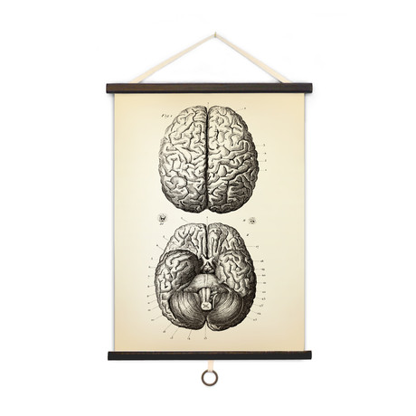 Vintage Anatomy // Brains