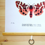 Vintage Science Plate Print // Coral Tiger Moth