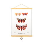 Vintage Science Plate Print // Coral Tiger Moth