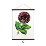 Vintage Science Plate Print // Botanical Dahlia