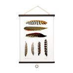 Vintage Science Plate Print // Feather