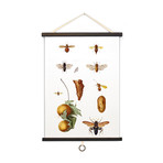 Vintage Science Plate Print // Insects + Fruit