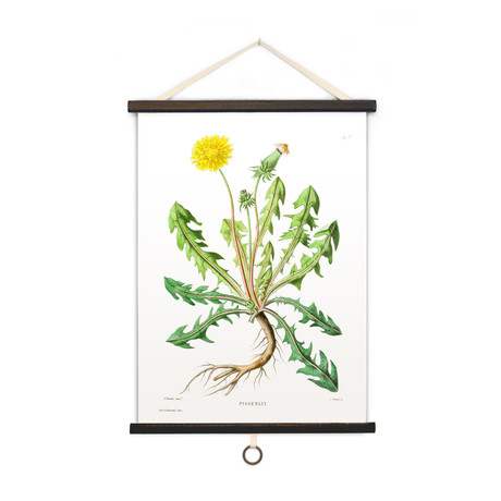 Vintage Science Plate Print // Dandelion