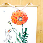 Vintage Science Plate Print // Poppy