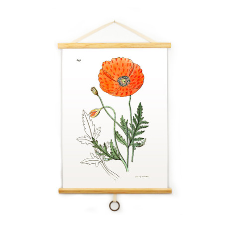 Vintage Science Plate Print // Poppy