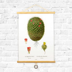 Vintage Botanical // Cactus Diagram