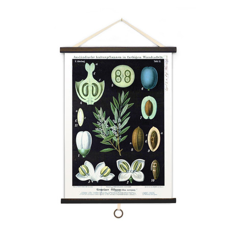 Vintage Botanical // Olive Tree