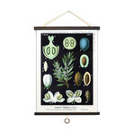 Vintage Botanical // Olive Tree