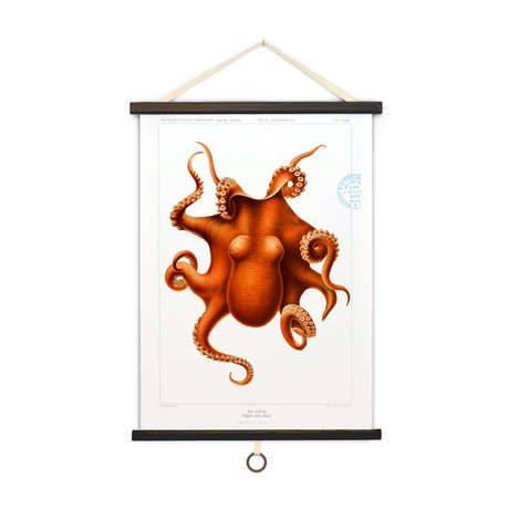 Vintage Science Anatomy // Octopus