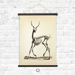 Vintage Science Animal Study // Deer