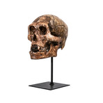 Skull Tabletop Décor // Dark Brown + Black