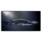 Shark (Mounted Aluminum // 20"L x 10"H)