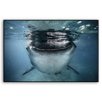 Whale Shark (Mounted Aluminum // 20"L x 13"H)