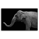 Elephant (Mounted Aluminum // 20"L x 12"H)