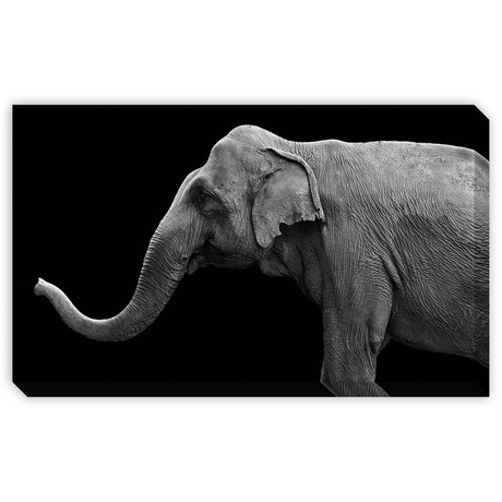 Elephant (Mounted Aluminum // 20"L x 12"H)