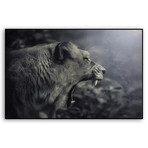 Lion (Mounted Aluminum // 20"L x 13"H)