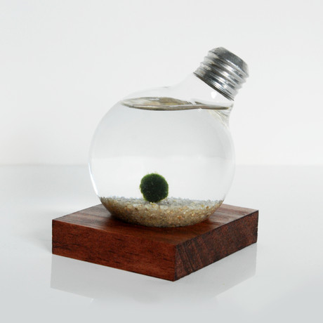 Repurposed Light Bulb // Marimo Aquarium with Wood Base