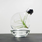 Repurposed Light Bulb // Air Plant Terrarium