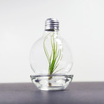 Repurposed Light Bulb // Air Plant Terrarium