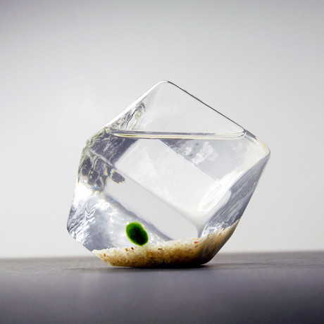 Mini Geometric // Moss Ball Aquarium