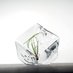 Mini Geometric // Air Plant Terrarium