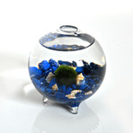 Marimo Moss Ball // In a Bubble