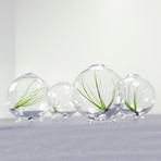 Four Air Plants in Bubbles