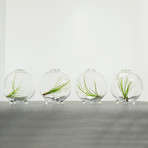 Four Air Plants in Bubbles