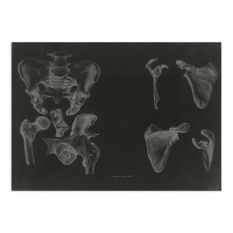 Hip Bones (Print)