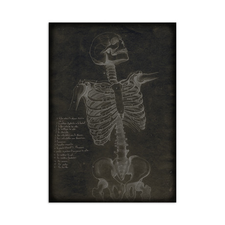Anatomy Skeleton Front