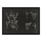 Hip Bones (Print)