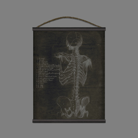 Anatomy Posterior Skeleton Hanging Canvas