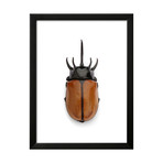 Thai Rhino Beetle