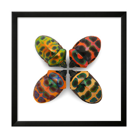 Four Shield Bugs