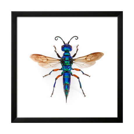 Borneo Wasp