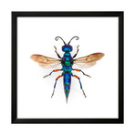 Borneo Wasp