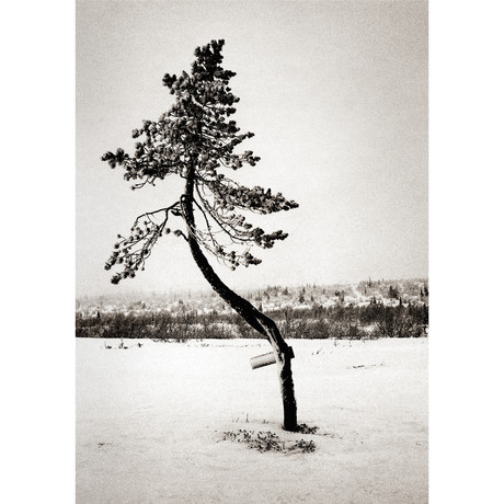 Bent Tree, Sweden (11"L x 14" W)