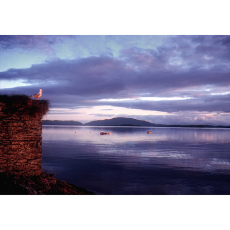 Seagul, Scotland (12"L x 18" W)