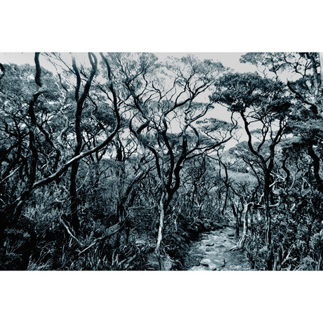 Wiggly Trees, Bornio (12"L x 18" W)