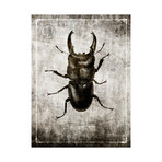 Macabre Collection // Beetle (Beetle A)