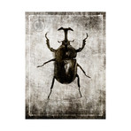 Macabre Collection // Beetle (Beetle A)