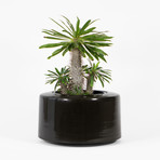 C4ca4460a75983aa3ada7dae05d70c16 small