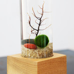 Marimo Moss Ball Pedestal Terrarium