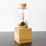 Marimo Moss Ball Pedestal Terrarium