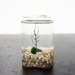 Marimo Moss Ball Cube Terrarium