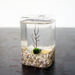 Marimo Moss Ball Cube Terrarium