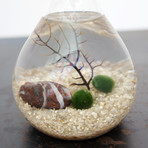 Marimo Moss Ball Terrarium