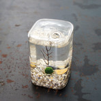 Marimo Moss Ball Cube Terrarium