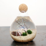 Marimo Moss Ball Terrarium