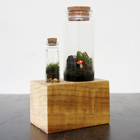 Double Bottle Terrarium Kit